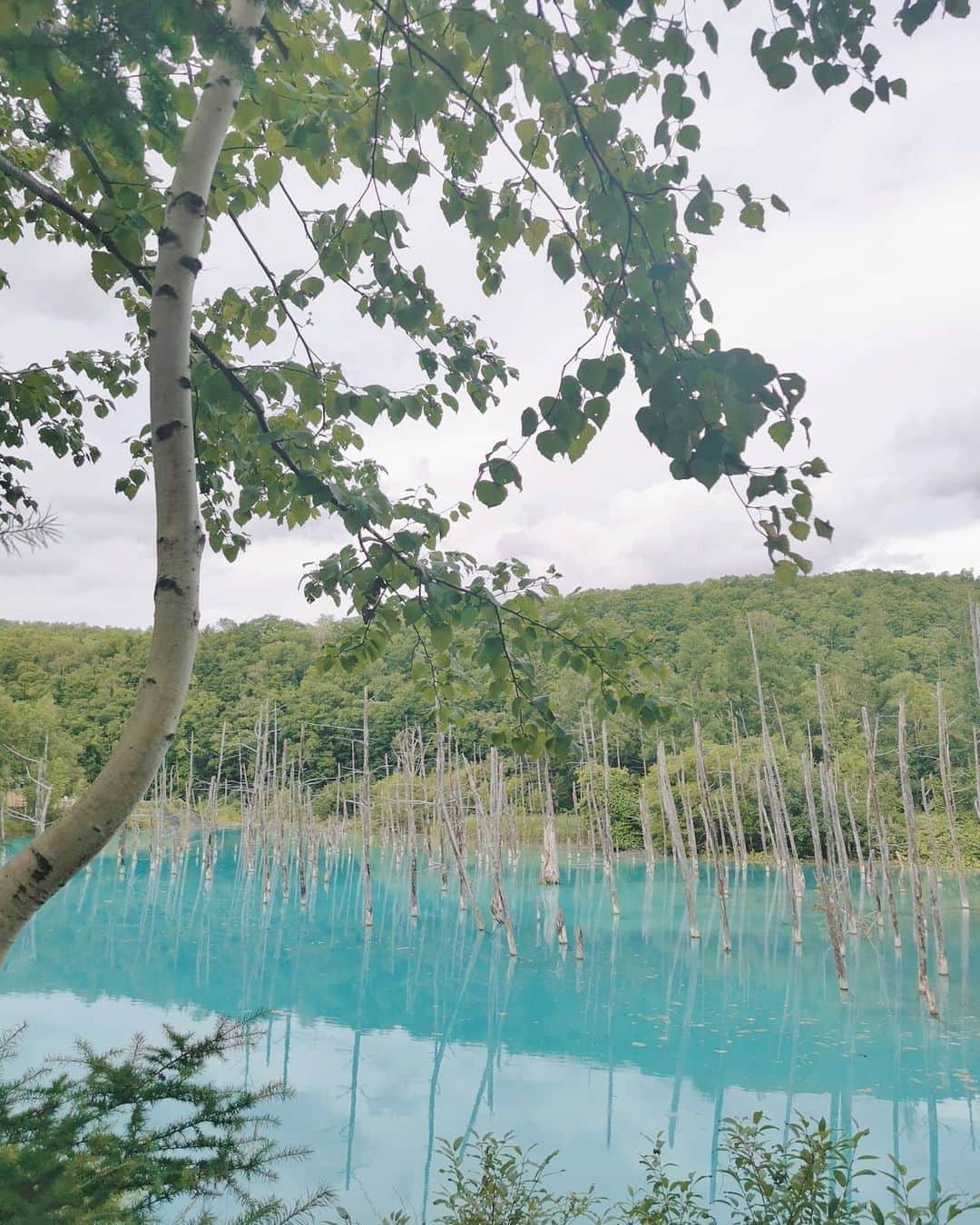 黛実希さんのインスタグラム写真 - (黛実希Instagram)「💙💙💙 本当に名前のまま青い池だった！！！🥺🌈💙 一面どこ見渡してもぜーーーんぶ青！！！ 神秘的☁️すぎて、不思議すぎてしばらく眺めてました💕 . . . #青い池#青い池美瑛#白金青い池#青い池ソフト#北海道#北海道旅行」8月22日 11時28分 - candymiiiki