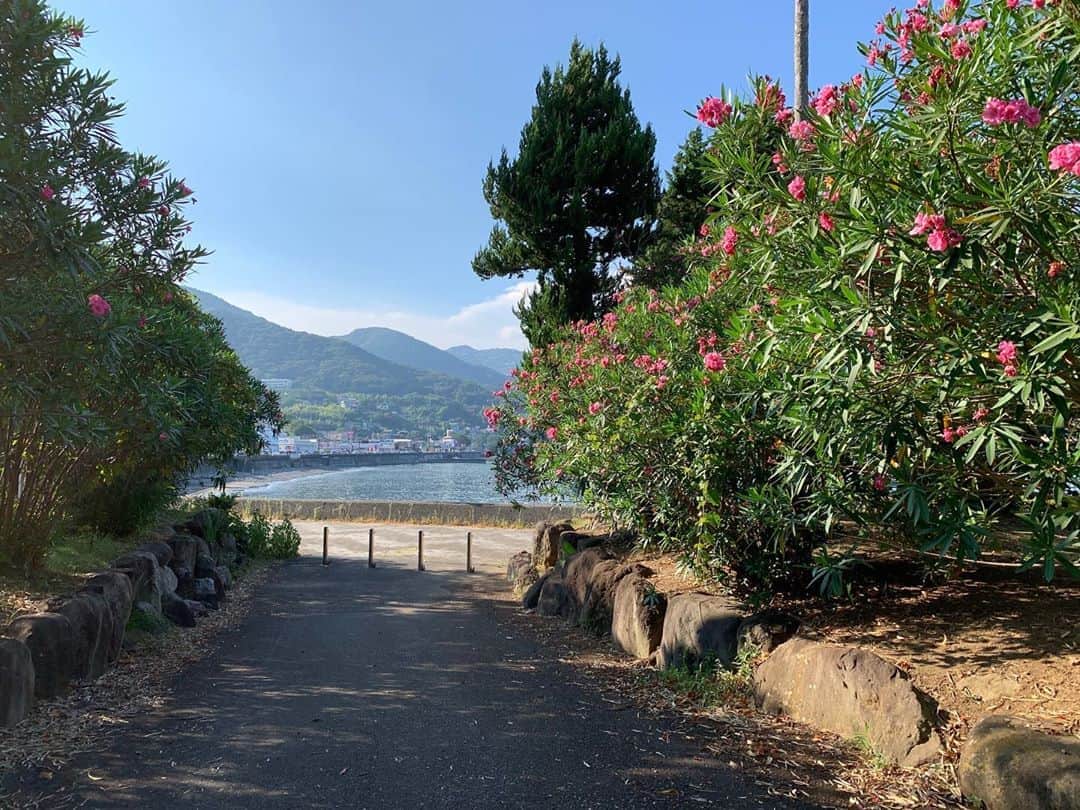 小池ジョアンナのインスタグラム：「A beautiful path🌺  #seaside #bluesky #flowers #green #beautifulsky #sky #sea #japan」