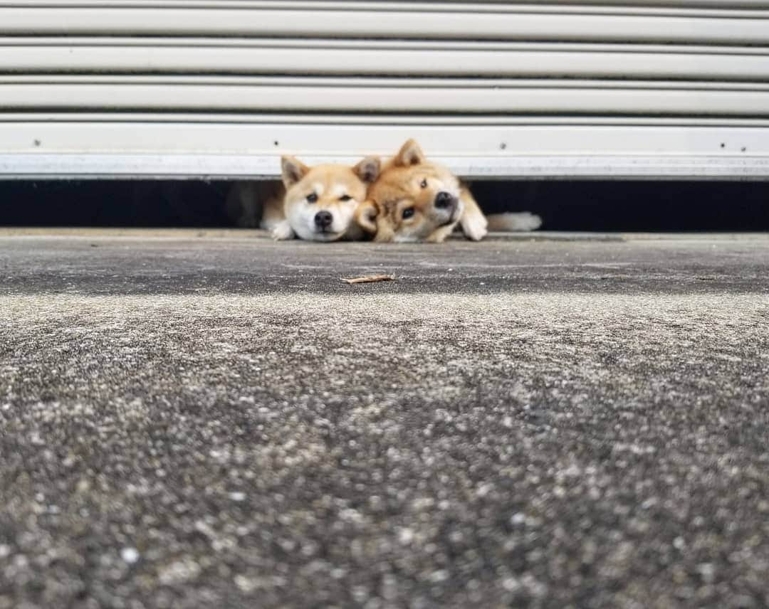 柴犬たま Shibainu Tamaのインスタグラム