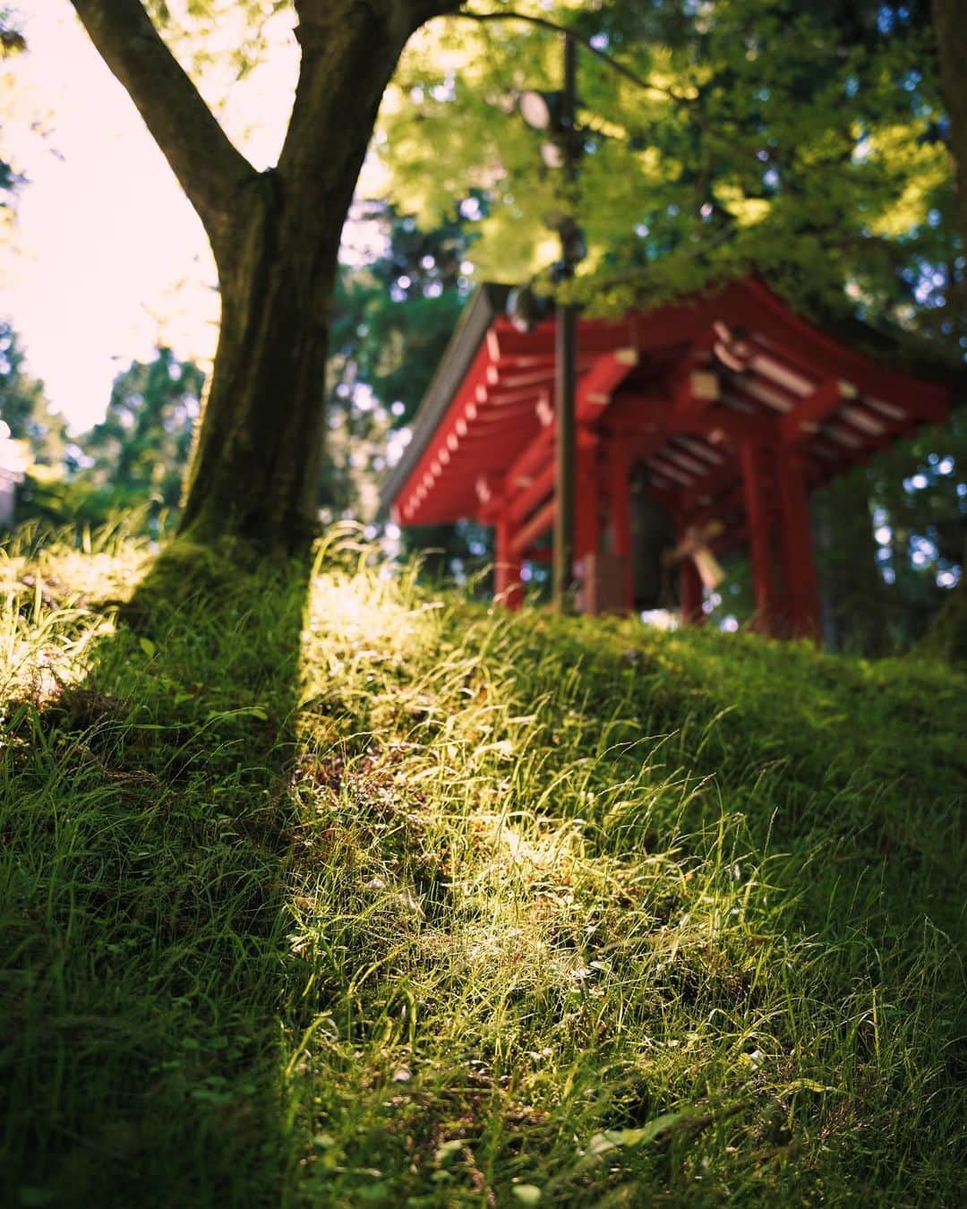 時任勇気さんのインスタグラム写真 - (時任勇気Instagram)「shine shrine ✨⛩」8月22日 11時58分 - tokito_yuki