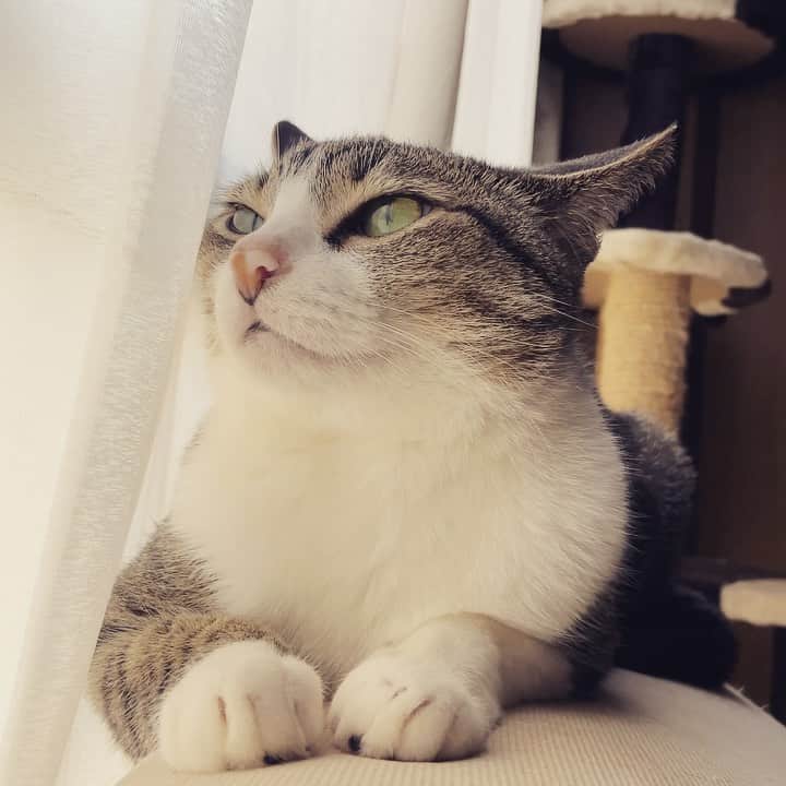 のインスタグラム：「Cats in cinema style🎬 #cat #ohagi #catlover #cats_of_day #catasticworld #mako0mako0 #ねこ　#ねこ動画　#かわいい　#おはぎちゃん　#シネマ風　#まこまこ　#猫のいる暮らし #猫のいる生活 #猫すたぐらむ」