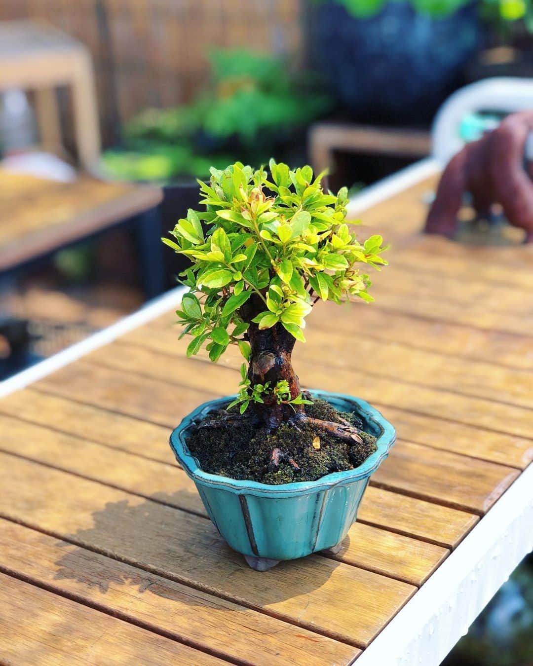 金成公信のインスタグラム：「つつじ。暑さで苔の色が。。ぴえん。#盆栽 #bonsai #bonsaijapan #japanesebonsai #wabisabi #bonsailovers #bonsailife #bonsaitree #bonsaiart #bonsaigram #bonsaiworld #plants #tree #greenlife #greenlifestyle #苔 #moss #睡蓮 #睡蓮鉢 #ビオトープ #biotope #メダカ #waterlilybowls」