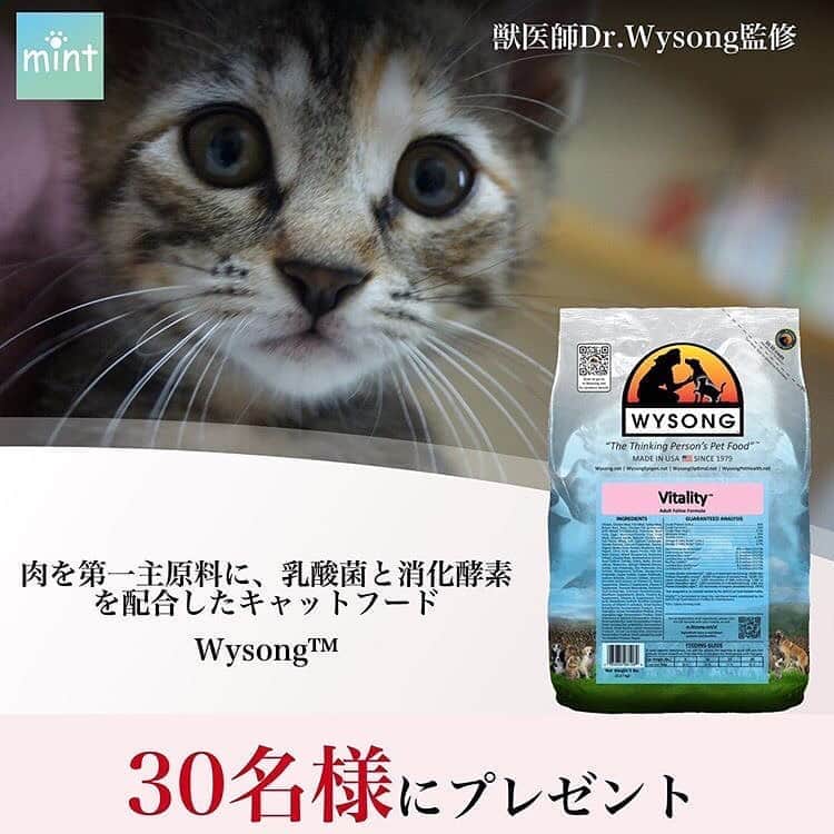 Alain アランさんのインスタグラム写真 - (Alain アランInstagram)「⭐️Information ⭐️ App “mint “ is a Japanese App of SNS about goods for pets. Now App mint is running a present campaign of cat food Wysong™️. Check it out!  ⭐️お知らせです⭐️ mintっていうアプリ、ご存知ですか？「ペットグッズ専用の口コミSNS。投稿することでペットグッズが当たるキャンペーンに応募できるアプリ」なんです。アランママもこれはいい！とチェック！　知りたかった口コミ情報がいっぱい。リアルな感想が、猫ママならではの視点で投稿されているから、すごく参考になります。  今、mintでは「ワイソン」とコラボイベント中。ワイソンのキャットフード500gが30名に当たるんだって！（投稿は必要ないそう）。応募締め切りは23日だから、大至急、チェックです！ （アプリをDL→みつける→で探してください）  ワイソンキャットフード、アランもお試し中。アメリカの獣医師、Dr.ワイソンが研究開発したブランドの、お肉が第一主原料で消化酵素や乳酸菌も配合。カリカリ派で便が硬くなりがちなアランによさそう。本人も早速モリモリ食べていましたよー。   #app #catfood #wysongpetfood #pr #presents🎁」8月22日 12時25分 - alain_cat
