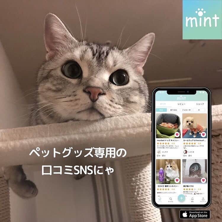 Alain アランさんのインスタグラム写真 - (Alain アランInstagram)「⭐️Information ⭐️ App “mint “ is a Japanese App of SNS about goods for pets. Now App mint is running a present campaign of cat food Wysong™️. Check it out!  ⭐️お知らせです⭐️ mintっていうアプリ、ご存知ですか？「ペットグッズ専用の口コミSNS。投稿することでペットグッズが当たるキャンペーンに応募できるアプリ」なんです。アランママもこれはいい！とチェック！　知りたかった口コミ情報がいっぱい。リアルな感想が、猫ママならではの視点で投稿されているから、すごく参考になります。  今、mintでは「ワイソン」とコラボイベント中。ワイソンのキャットフード500gが30名に当たるんだって！（投稿は必要ないそう）。応募締め切りは23日だから、大至急、チェックです！ （アプリをDL→みつける→で探してください）  ワイソンキャットフード、アランもお試し中。アメリカの獣医師、Dr.ワイソンが研究開発したブランドの、お肉が第一主原料で消化酵素や乳酸菌も配合。カリカリ派で便が硬くなりがちなアランによさそう。本人も早速モリモリ食べていましたよー。   #app #catfood #wysongpetfood #pr #presents🎁」8月22日 12時25分 - alain_cat