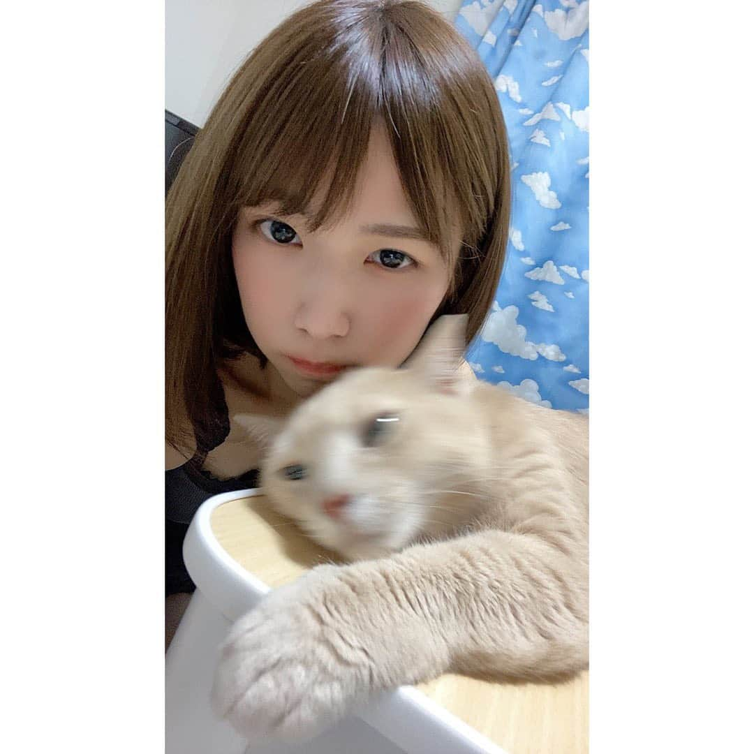 村上りいなさんのインスタグラム写真 - (村上りいなInstagram)「Don't move Maron!!😂  #instagood #cat #family #cute #猫のいる暮らし #猫 #ねこすたぐらむ」8月22日 13時02分 - riina_murakami