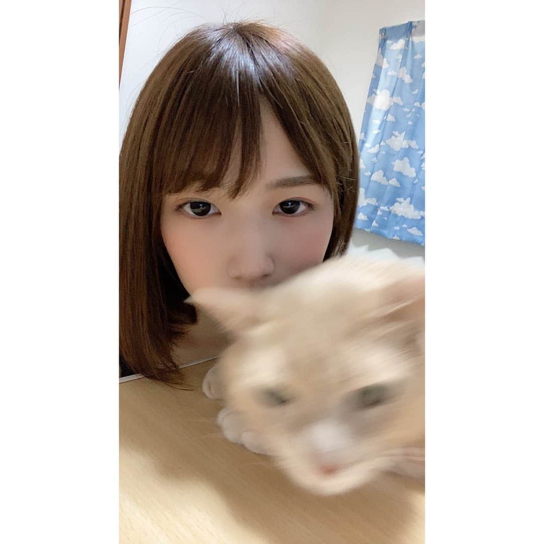村上りいなさんのインスタグラム写真 - (村上りいなInstagram)「Don't move Maron!!😂  #instagood #cat #family #cute #猫のいる暮らし #猫 #ねこすたぐらむ」8月22日 13時02分 - riina_murakami