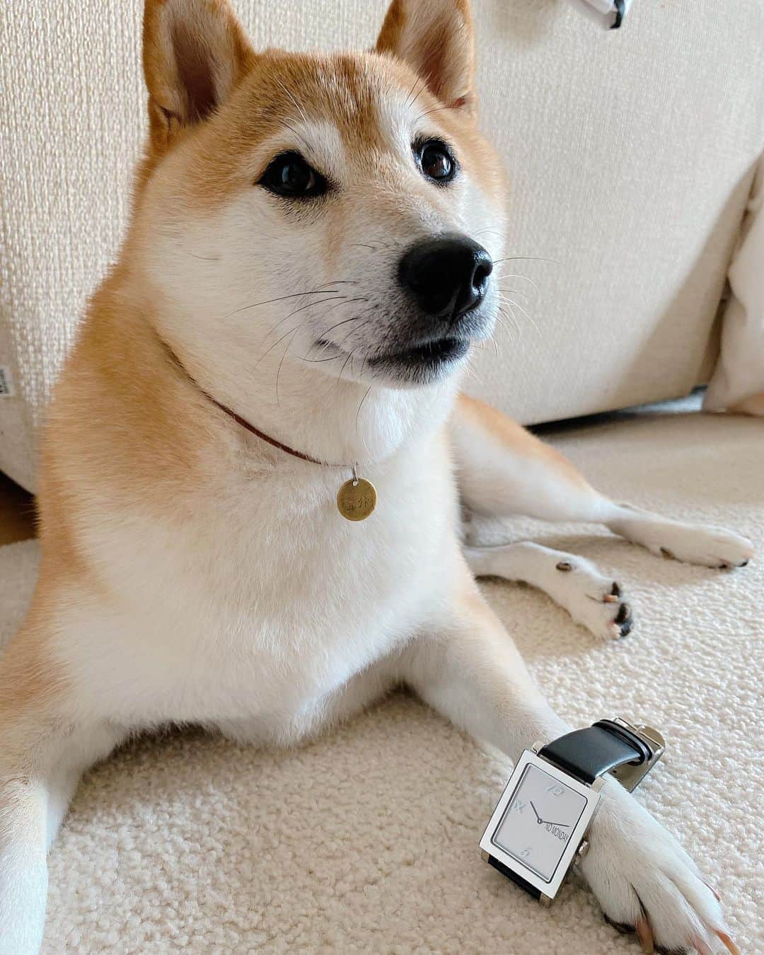 柴犬Mamesuke・Korosuke??大阪さんのインスタグラム写真 - (柴犬Mamesuke・Korosuke??大阪Instagram)「🐱🐻 🐾----*----*----*----*🐾 素敵な時計が届いたワンよ〜😍 ・ @nomonday_jp の時計❤️ ・ シックなBLACKの時計似合ってるかな❓ ・ 普段使いしやすいシンプルな時計は、僕もママもお気に入り💓 ・ クーポンコードあるので、ご購入の際は使っていただけると幸いです😘 ・ 🟡10%OFFになるクーポンコード 【mameshs】 ・ #ノーマンデー #時計 #腕時計 #nomonday #手元倶楽部 🐾----*----*----*----*🐾 #MameKoro #豆コロ #豆柴 #柴犬 #赤柴 #豆介 #コロ介 #shibagram #shibastagram #shibainu #shiba #shibadog #🐕📷 #いぬのきもち」8月22日 13時05分 - mame_suke_i