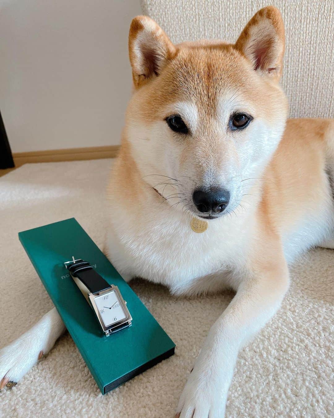 柴犬Mamesuke・Korosuke??大阪さんのインスタグラム写真 - (柴犬Mamesuke・Korosuke??大阪Instagram)「🐱🐻 🐾----*----*----*----*🐾 素敵な時計が届いたワンよ〜😍 ・ @nomonday_jp の時計❤️ ・ シックなBLACKの時計似合ってるかな❓ ・ 普段使いしやすいシンプルな時計は、僕もママもお気に入り💓 ・ クーポンコードあるので、ご購入の際は使っていただけると幸いです😘 ・ 🟡10%OFFになるクーポンコード 【mameshs】 ・ #ノーマンデー #時計 #腕時計 #nomonday #手元倶楽部 🐾----*----*----*----*🐾 #MameKoro #豆コロ #豆柴 #柴犬 #赤柴 #豆介 #コロ介 #shibagram #shibastagram #shibainu #shiba #shibadog #🐕📷 #いぬのきもち」8月22日 13時05分 - mame_suke_i