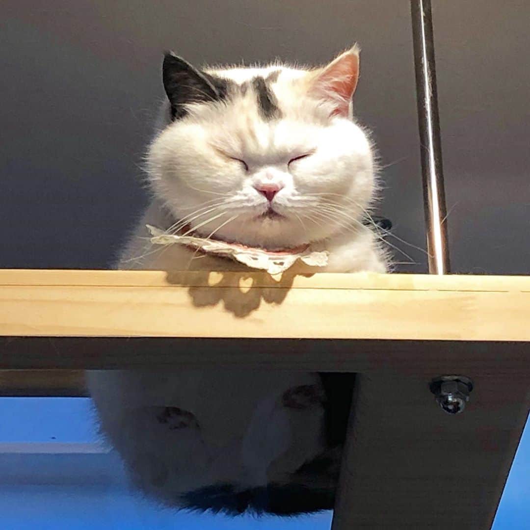 のインスタグラム：「🍖٩( ᐛ )وあれ？ おまんじゅう？🍡 ちょこっと丸くなったような？🐷💕 . .  #ilovemycat #catoftheday #lovecats #スコティッシュフォールド#ScottishFold #adorable #子猫#まん丸ねこ部#ペコねこ部#みんねこ#みんなのねこ部#ふわもこ部#ねこ部#scottishfold_yuzu #肉球 #Excellent_Kittens#catsofinstagram#kitten #kitty #kawaii#Excellent_Kittens#cutepetclub#scottishfoldkitten#kawaii#まん丸ねこ部#キャットウォーク #catwalk#ゆず丸#newまんまるハウス#catsonglass #catsonglasstables#まんまるのうらがわ#お まんじゅう」