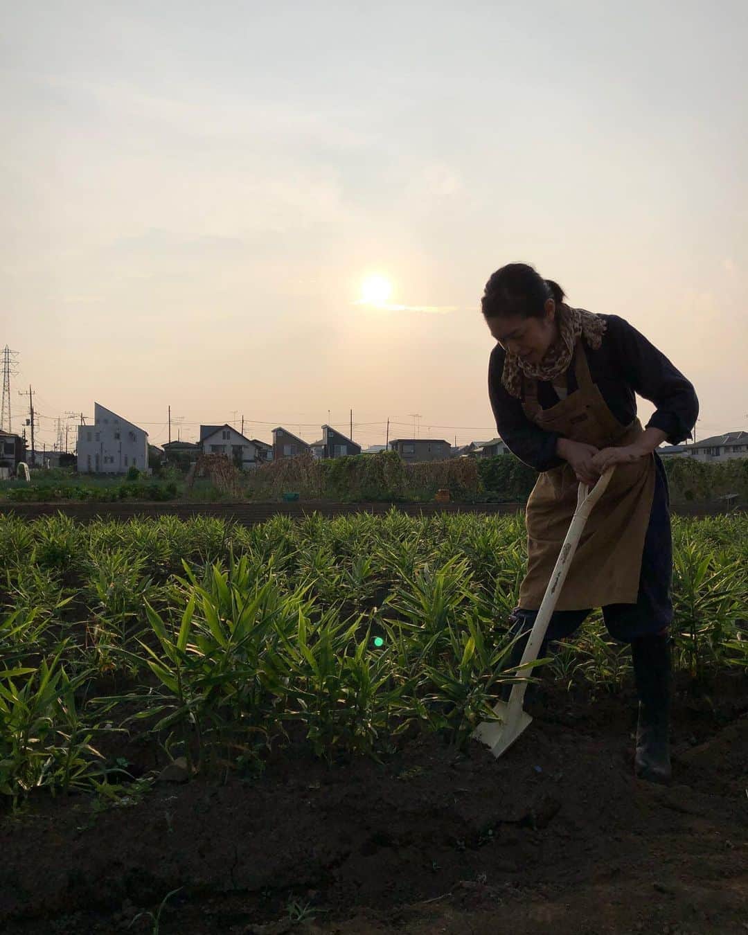 加藤紀子のインスタグラム：「本日18時30分よりオンエアになる日本テレビ『満点☆青空レストラン』に、お世話になっている農園が登場します！  掘り立て生姜を使って、畑の若奥様、美味しいイタリアンの美人シェアが素敵お料理を！とのこと。 観れる方々、ぜひでーす！ （ちなみに私の出演はありません😅）  #畑チャンネル #満点青空レストラン  #カレラ」
