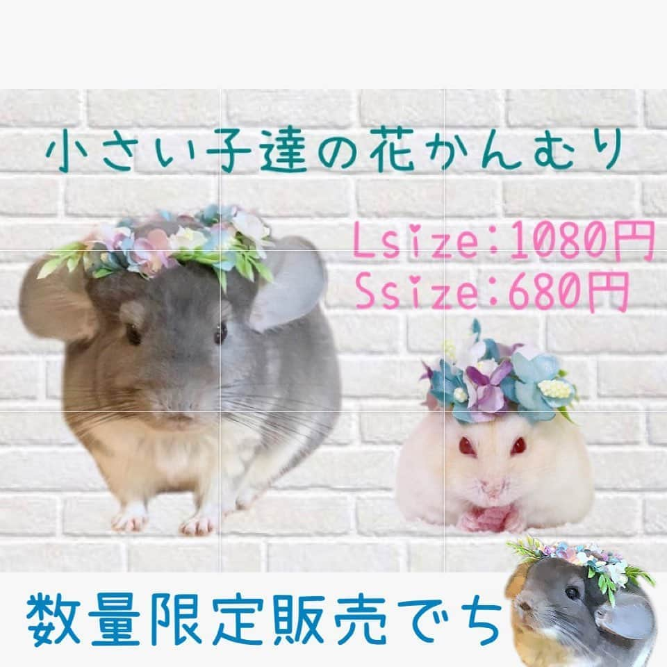 hamster_mocoのインスタグラム