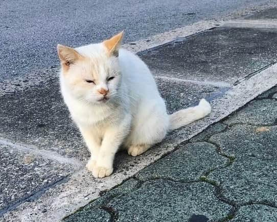 ライオン商事株式会社のインスタグラム