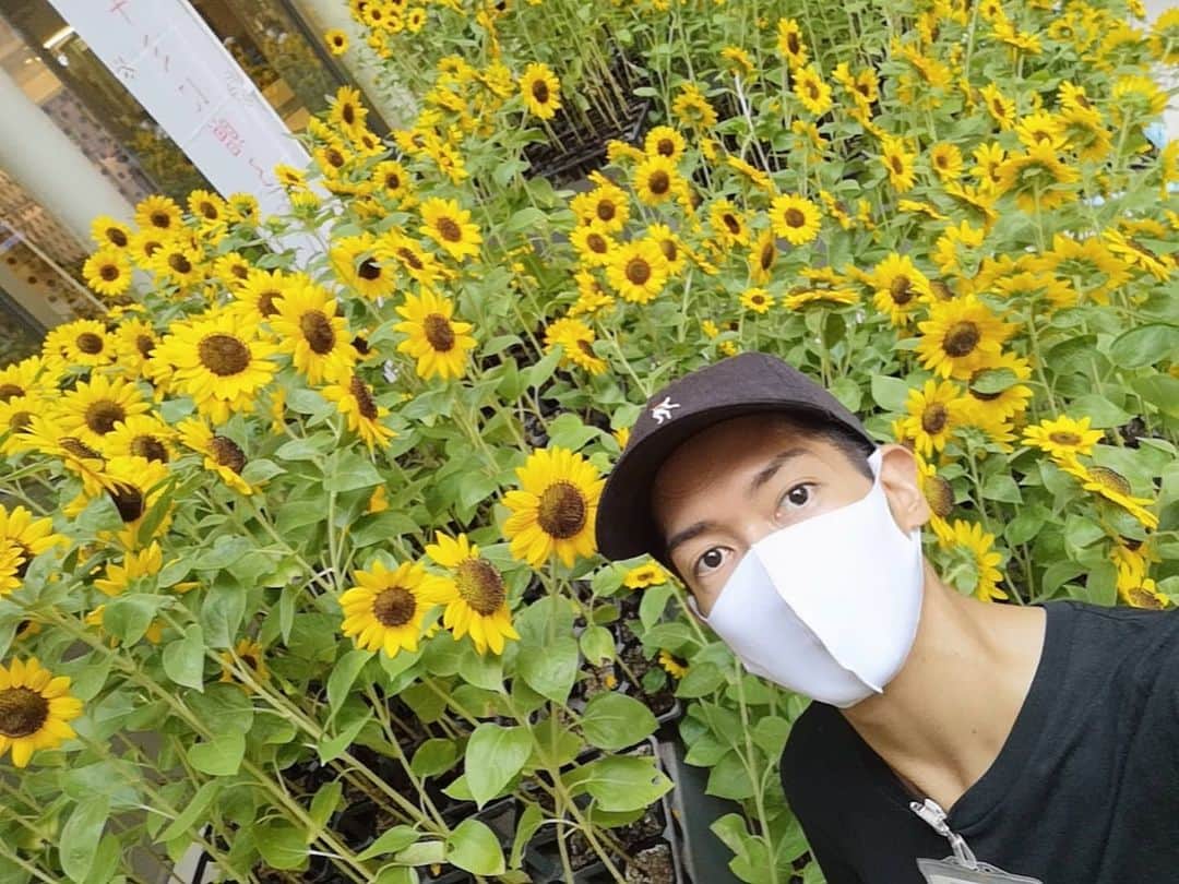 矢口恭平さんのインスタグラム写真 - (矢口恭平Instagram)「向日葵 sunflower」8月22日 13時55分 - kyohei_yaguchi