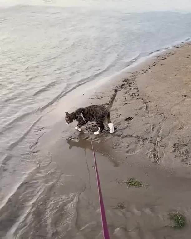 のインスタグラム：「I can walk on water 😌⠀ ⠀ 📹 @gato.thecato⠀ ⠀ #meowed #meowedofficial #cat」