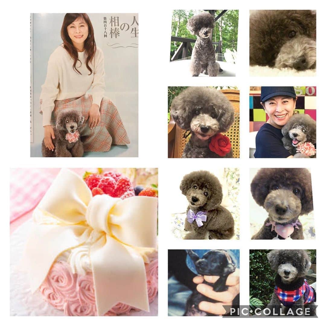 のインスタグラム：「本日お誕生日🎂16歳❣️まだまだ乙女です…🐩#お誕生日#乙女#トイプードル#みゆ#岡まゆみ」
