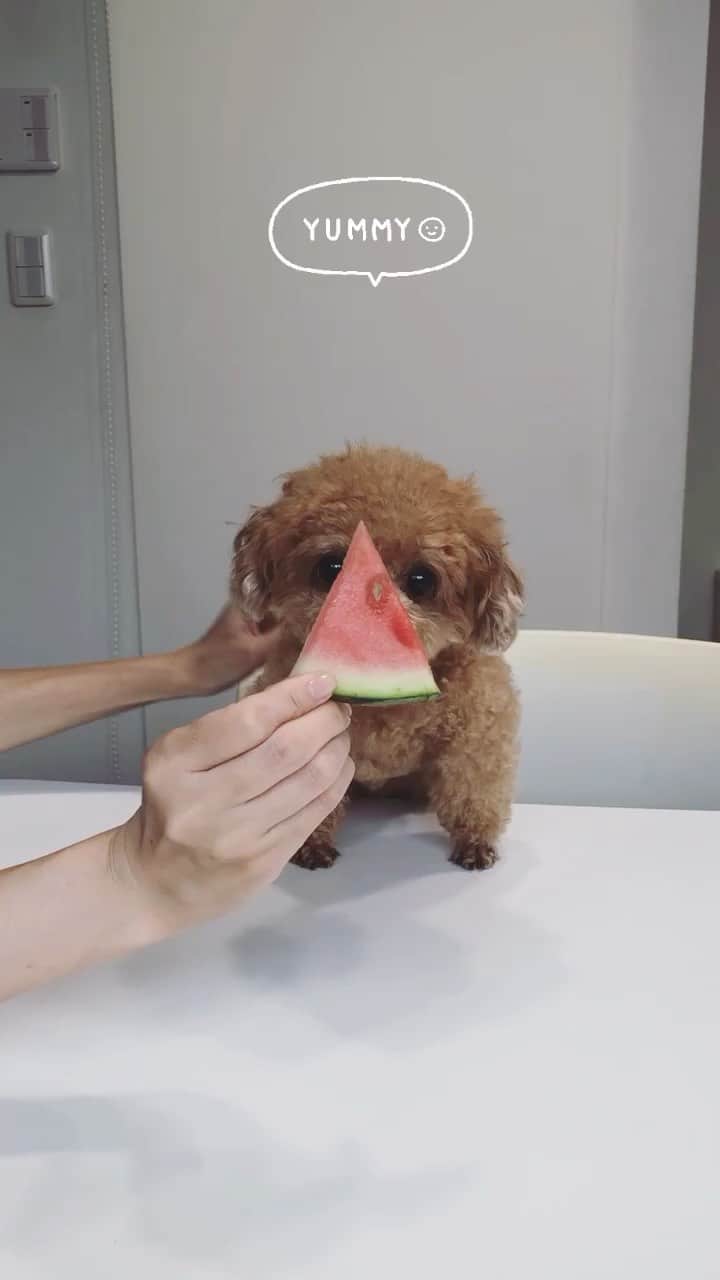 ふわのインスタグラム：「やっと夏休み🍉  #toypoodle#toypoodlegram#dogstagram#doglife#doglover#dog#instadog#fuwamama#ふわ#ふわもこのふわ#トイプードル#ふわもこ部#犬バカ部#親バカ部#犬のいる暮らし#いぬすたぐらむ#夏休み#🍉#yummy」