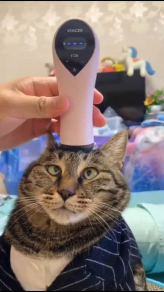 Pleasant Catsのインスタグラム：「The cat said: Is this massager fake? Why I am not feeling it? 🥴  From summerpet - on tiktok  • • • • #pleasantcats #cat #cats #kitten #kittens #kitty #gato #neko #meow #cute #fluffy #adorable #pet #pets #animal #animals #instacat #instapet #catsofinstagram #petsofinstagram #catstagram #petstagram #ilovemycat #weeklyfluff #catoftheday #catlover #adoptdontshop  #고양이 #ねこ  #猫」