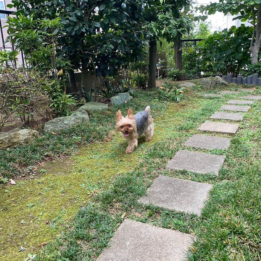 のインスタグラム：「My own dog park   るーたん専用ドッグラン満喫中  #yorkie #yorkshireterrier #ヨーキー #ヨークシャテリア」