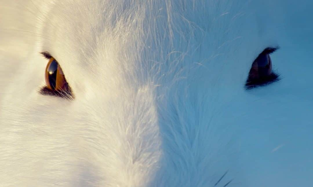 National Geographic Travelさんのインスタグラム写真 - (National Geographic TravelInstagram)「Photo by @bertiegregory  The positioning of an arctic hare's eyes, seen here at sunset, allows the animal to check for predators in virtually all directions without turning its head. If their white camouflage fails them, their backup plan is to run. They are one of the Arctic’s fastest animals, clocking 37 miles an hour (60 kph) at top speed. Follow @bertiegregory for more wildlife adventures. #hare #arctic #cold #snow #cute」8月22日 17時08分 - natgeotravel