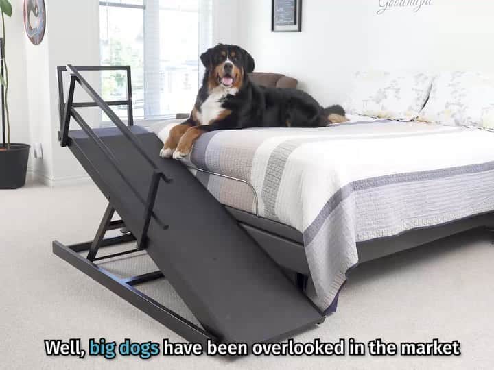 Crusoe the Celebrity Dachshundのインスタグラム：「“Introducing.. the @doggoramps bed ramp for BIG DOGS! (And medium dogs, too!). Because not all my fans are just small pups, and we’ve had a lot of people asking about ramps for big pups! Visit link in my profile to watch full video and learn more! Also offering limited time 20% launch discount!!” ~ Crusoe #doggoramps #bigdogramp #dogramps」