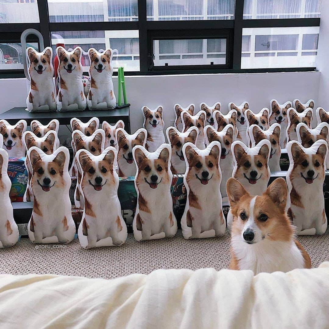 8crapさんのインスタグラム写真 - (8crapInstagram)「I told you karen…identity theft is not a joke… - Want to get featured like her? Join “The Barked Club” on FACEBOOK and post something now! 👉 barked.com - 📷 @tofu_corgi - #TheBarkedClub #barked #dog #doggo #Corgi」8月23日 4時00分 - barked