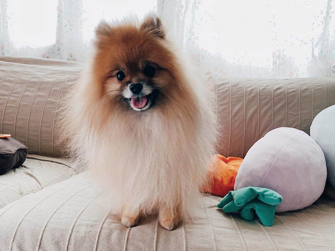 r_oseのインスタグラム：「I’m a big fluff ball 🦁☁️〰️」