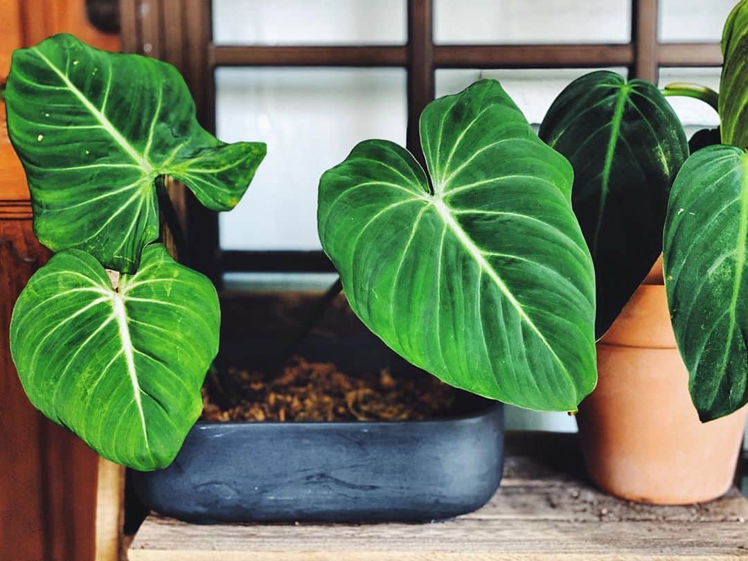鄭碧瑩のインスタグラム：「Mr. Gloriosum revived in a ziplock bag grew its latest leaf safely outside but much smaller. Better document this moment in case things go south again... . . .  #plantstagram #plantsofinstagram #houseplants #plantsmakepeoplehappy #botanical #instaplants #plants #foliage #leaf #plantflife #springintoplants #plantlady #plantpotters #crazyplantlady #houseplantclub #helloplantlover #plantshelfie #houseplantsofinstagram #houseofplantlovers #junglecollective #vsco #vscogram #vscogrid #vscoplants #gardeningsg #urbanjunglebloggers #sgplantclub #plantnerd #philodendrongloriosum #philodendron」
