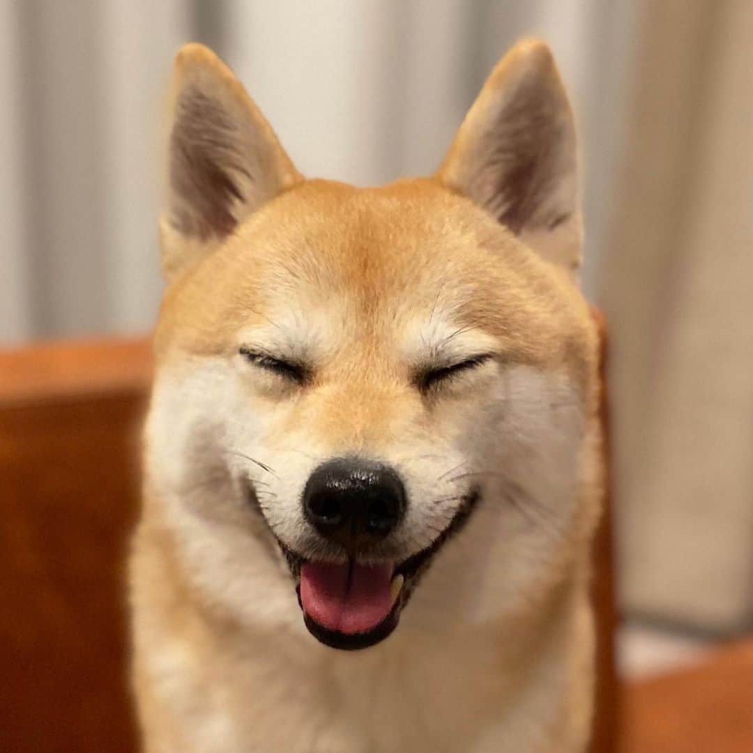 アブさんのインスタグラム写真 - (アブInstagram)「完全に笑ってる（完全に笑ってる）#dog #シバチャ #柴犬 #犬」8月22日 19時20分 - abuuungram