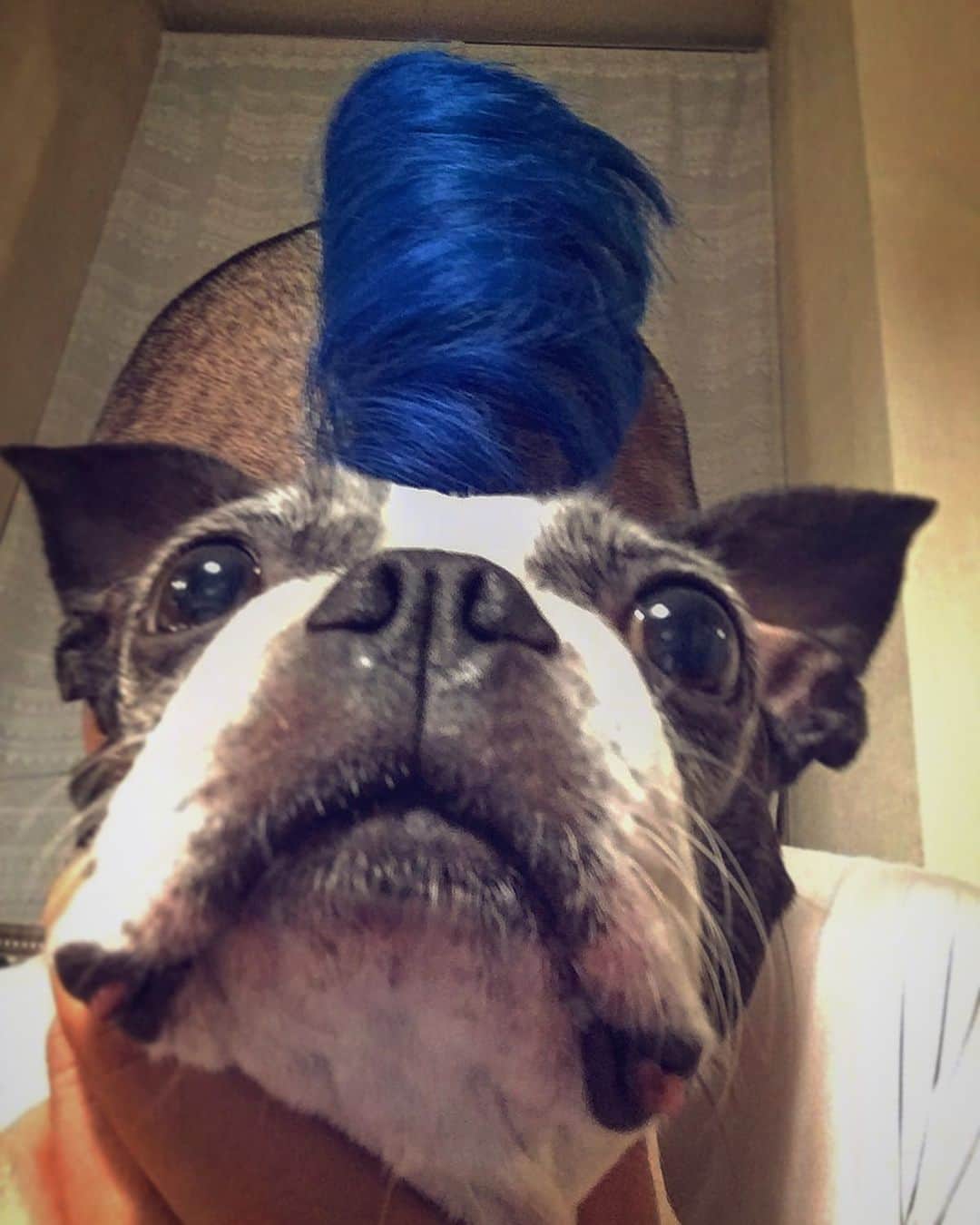 Blumio（ブルーミオ）さんのインスタグラム写真 - (Blumio（ブルーミオ）Instagram)「モヒ犬  Mohawk doggy  #bostonterrier #ボストンテリア」8月22日 19時29分 - blumiojp