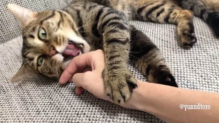 ゆうとろ（柴犬ゆうと猫のとろ）のインスタグラム