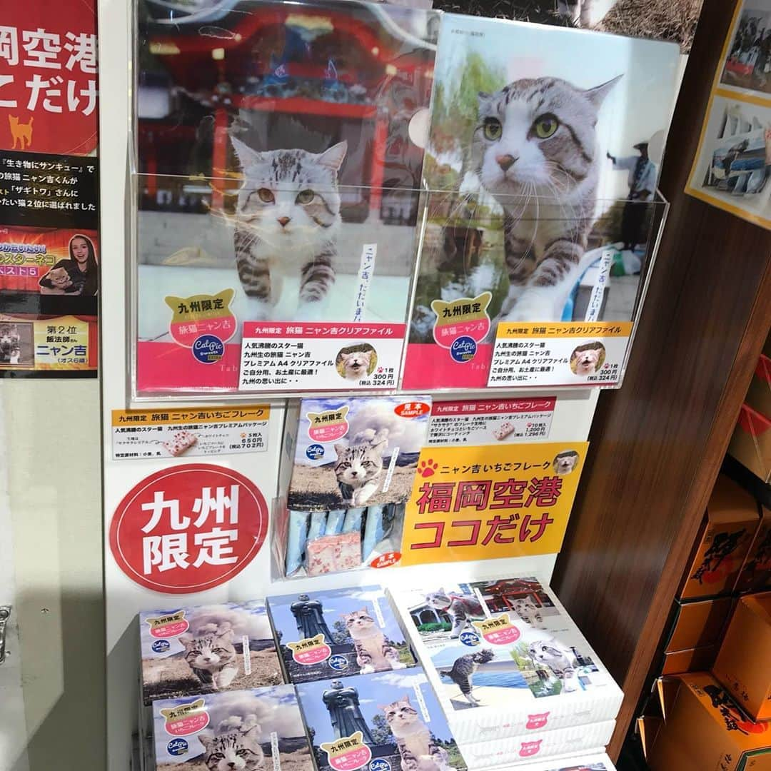 Nyankichi Noranekoさんのインスタグラム写真 - (Nyankichi NoranekoInstagram)「#猫 #cat #고양이 #แมว #貓 #кошка #wats #chat #ニャンスタグラム #gato #catsofinstagram #ねこ部 #旅猫 #cats #aso #japan #猫写真 #ねこ #seekor #ネコ #kitty #catlover #パトロール #kucing #kucinglucu #おいしい時間」8月22日 19時50分 - noraneko_nyankichi