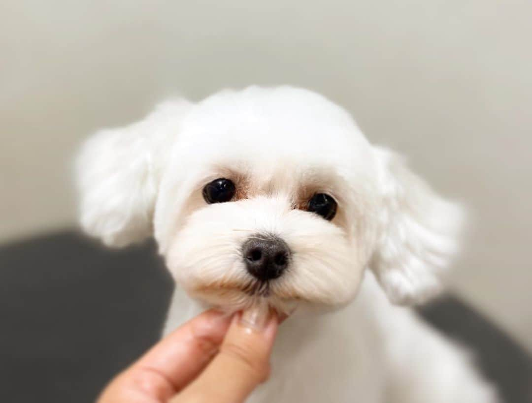 doghug (ドッグハグ) 豊洲本店さんのインスタグラム写真 - (doghug (ドッグハグ) 豊洲本店Instagram)「まん丸のお顔😊  #BLISS#bliss#豊洲#広尾#恵比寿#表参道#渋谷#仔犬#子犬#プードル#ふわもこ部#ワンコなしでは生きていけません会#犬バカ部#もふもふ#トリマー#トリミングサロン#トリミング#グルーミング#トイプードル#トイプー#ティーカッププードル#ミックス犬」8月22日 20時02分 - bliss.trimming