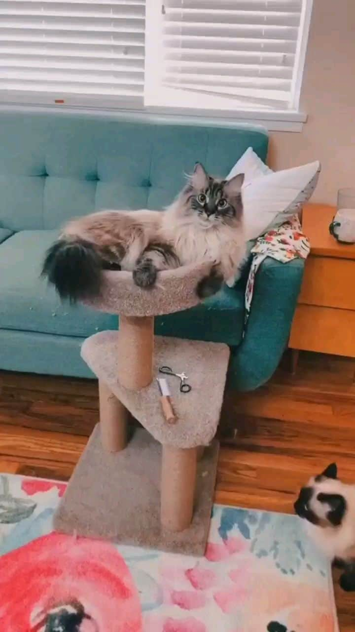 Pleasant Catsのインスタグラム：「This is the best use of this sound I'm dying🤣! From mycatispeople - on tiktok  • • • • #pleasantcats #cat #cats #kitten #kittens #kitty #gato #neko #meow #cute #fluffy #adorable #pet #pets #animal #animals #instacat #instapet #catsofinstagram #petsofinstagram #catstagram #petstagram #ilovemycat #weeklyfluff #catoftheday #catlover #adoptdontshop  #고양이 #ねこ  #猫」