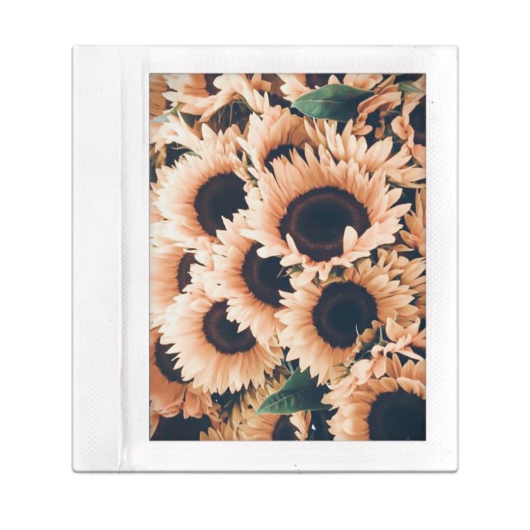 Yukicoさんのインスタグラム写真 - (YukicoInstagram)「‥ . 𝒔𝒖𝒏𝒇𝒍𝒐𝒘𝒆𝒓 . ひまわりはもってる🌻 . 誰にも負けない なにかひとつ みなさんはもってますか？ . . #japan#osaka#flowers#ひまわり#ひまわり畑#イエロー」8月22日 20時18分 - yukicolifecom