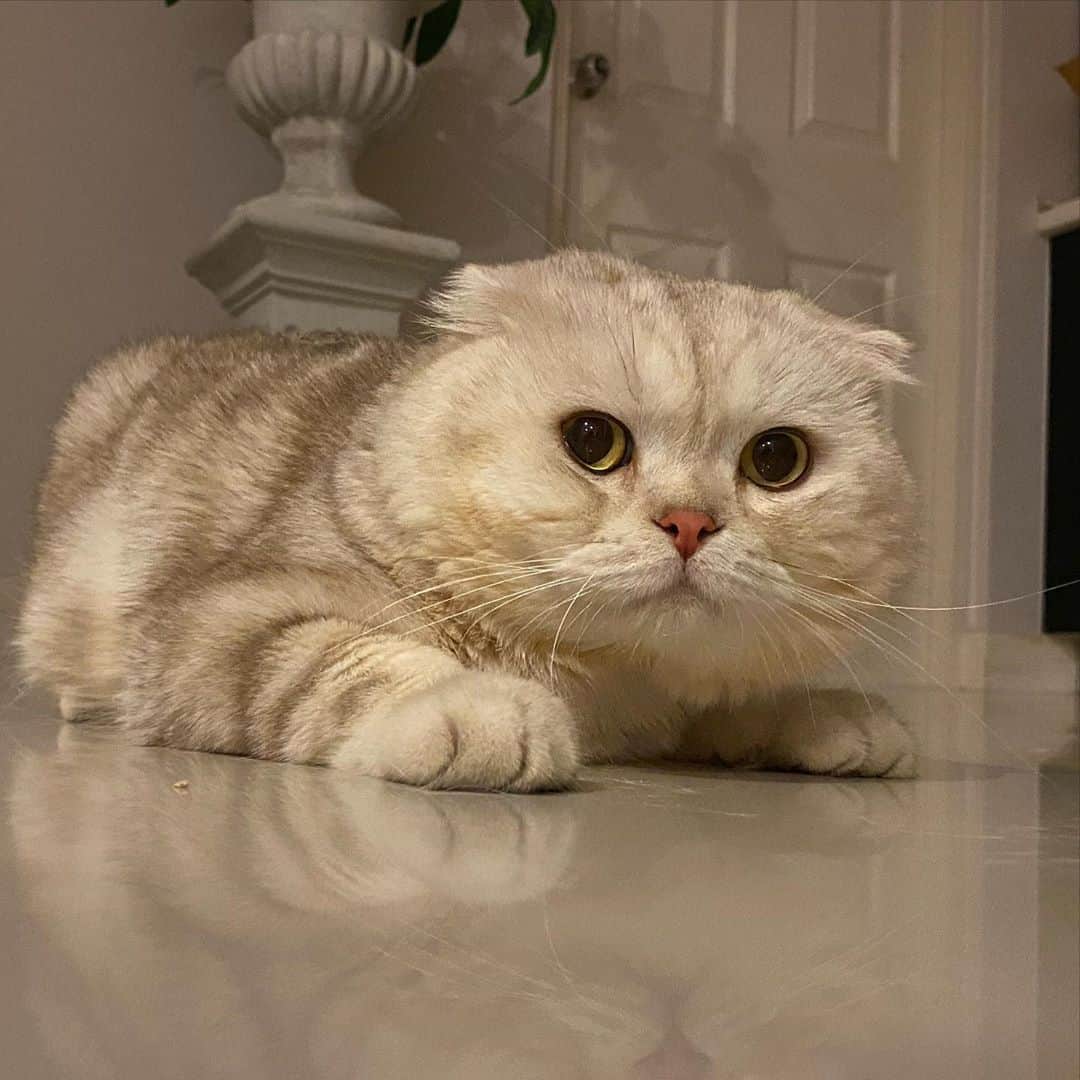 Haruのインスタグラム：「Dumpling cat #หน้าแป้นแล้น #หน้าทรงวงกลม」