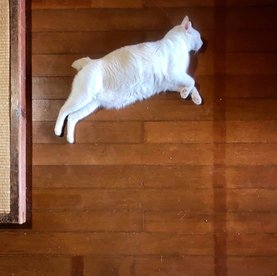 池内万作さんのインスタグラム写真 - (池内万作Instagram)「ぴょーんと飛んでるつもりのしろっさん。 #イケウチ家の猫 #しろっさん」8月22日 20時44分 - mandeshita