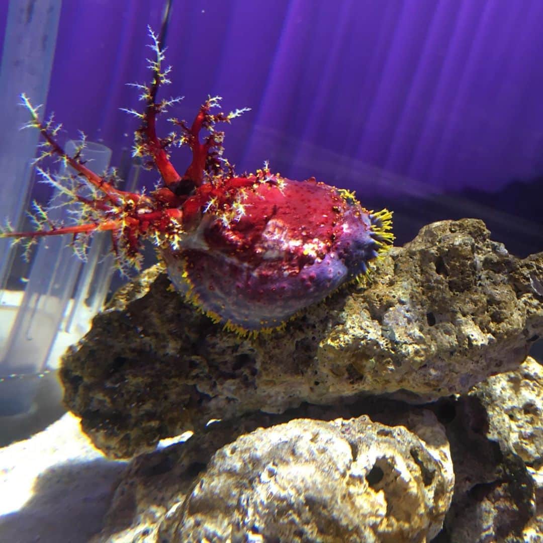 あだち理絵子のインスタグラム
