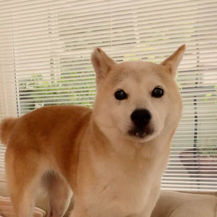 柴犬リリコのインスタグラム：「散歩から帰宅し暑くてハァハァ🥵」