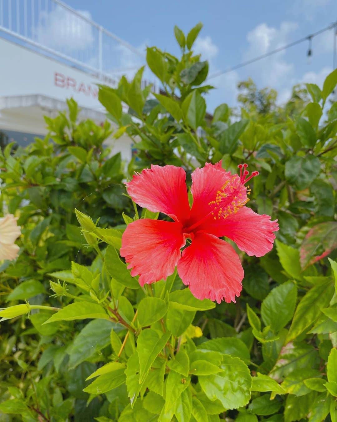 YU-RIさんのインスタグラム写真 - (YU-RIInstagram)「沖縄といえばハイビスカス💓 いっぱい綺麗なお花が咲いてました🥰  久しぶりの#お花博士 👩‍🎓✨笑  花言葉は「繊細な美」「新しい恋」🌺 ハイビスカスは、一日だけ咲いてその日のうちに枯れてしまう一日花ですが、日当たりのよい場所では次々とつぼみをつけて咲き続けます。  花言葉の「新しい恋」「常に新しい美」は、ハイビスカスが毎日新しい花を咲かせることに由来するといわれてるそう🎊  #花言葉#新しい恋#１日花 #お花大好き#🌸#🌷#💐 #夏の花#癒し#お花のある暮らし #沖縄#沖縄の花#ハイビスカス #南国#リゾート#リゾートの花 #はなまっぷ#はなすたぐらむ #赤い花#赤い花が好き#お花が好き #flower#beautiful#beautifullife  #flowerstagram#hibiscus #follow#followｍe#beauty」8月22日 21時12分 - yu_uri.12