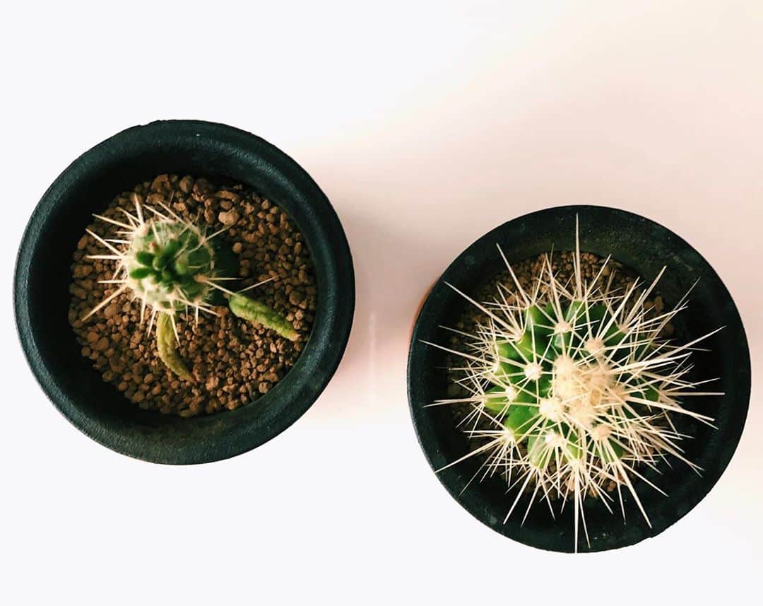 河村元美さんのインスタグラム写真 - (河村元美Instagram)「🌵🌵🏜 . . #plants#plantstagram#🌵#サボテン#cactus」8月22日 21時15分 - motomi_35