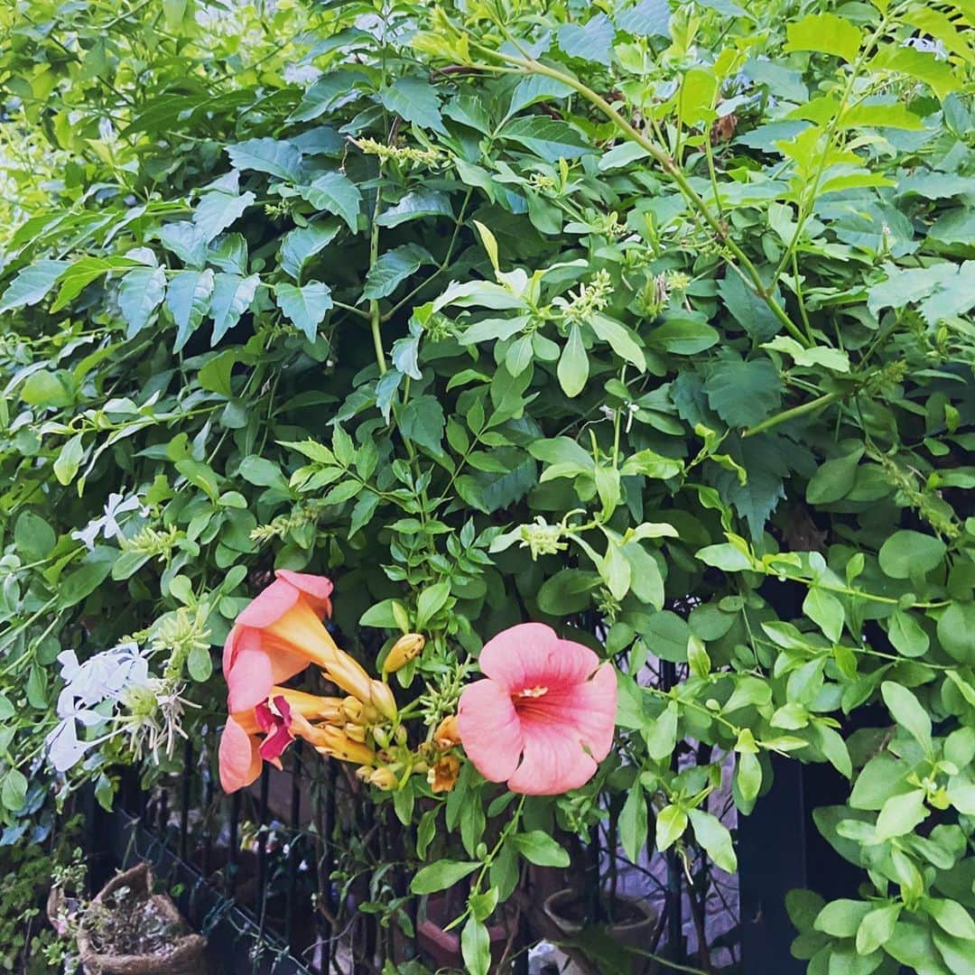小林 ディスカスさんのインスタグラム写真 - (小林 ディスカスInstagram)「Summer 🌻 #tokyo #japan #flowers #summer #晩夏 #lifestyle #東京」8月22日 21時18分 - discus_kobayashi
