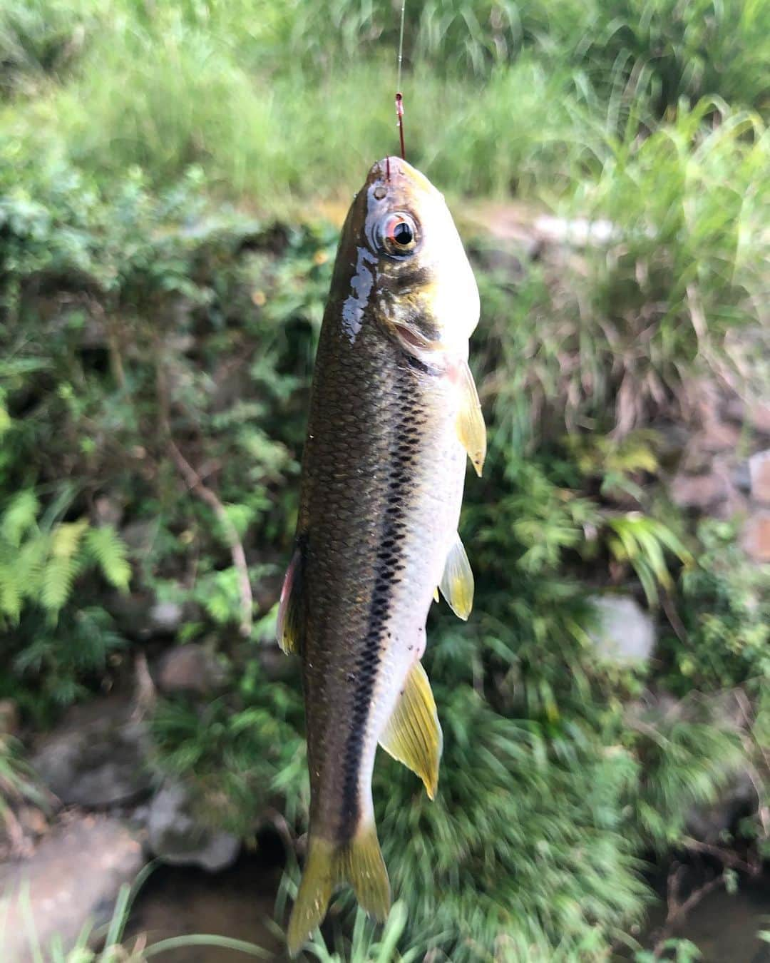 ダイゴさんのインスタグラム写真 - (ダイゴInstagram)「『河原で魚釣り🎣』 叩いてかぶってジャンケンポンの友達のお家でBBQしております(わからない人は僕のInstagramを少し遡ってください🤣)お家の横に小さな川があるのですが、そこで米粒を餌にハヤ(全国的にはウグイ？)が釣れました🤣海では釣れないのに・・・川では意外に簡単に釣れました😂 . . 📺本日のYouTubeは‼️ 『夜に駆ける　YOASOBI』 https://youtu.be/jGrwKRs6PlA . .  📻フォローお願いします🥺📻 ※クリックでプロフィールへ 👇👇👇👇👇 @olliesdaigo . . 🃏🃏🃏シェア拡散お願いします🃏🃏🃏 . 🦩YouTube 『オーリーズの音楽室』 チャンネル登録はこちら👇 https://www.youtube.com/channel/UCRNSrIvuoQZNmCHD6BHxF-A?view_as=subscriber 検索する時は➡︎『オーリーズ』 . 📜ブログ『オーリーズの音楽室』はコチラ👇👇👇 https://theollies.xyz/ . . 🎲🎲🎲 Instagram 🎲🎲🎲 https://www.instagram.com/olliesdaigo . . 🎲🎲🎲 Twitter 🎲🎲🎲 https://twitter.com/olliesdaigo . . 🎲🎲🎲 facebook 🎲🎲🎲 https://www.facebook.com/profile.php?id=100006030521245 . . . #theollies #zerocity #オリオンの夜 #愛犬みき #後悔と始まりの歌 #美祢市 #山口県 #カバー曲 #拡散希望 #弾き語り #ギター初心者 #チャンネル登録お願いします #youtuber好きな人と繋がりたい #川釣り #川 #川魚」8月22日 21時23分 - olliesdaigo