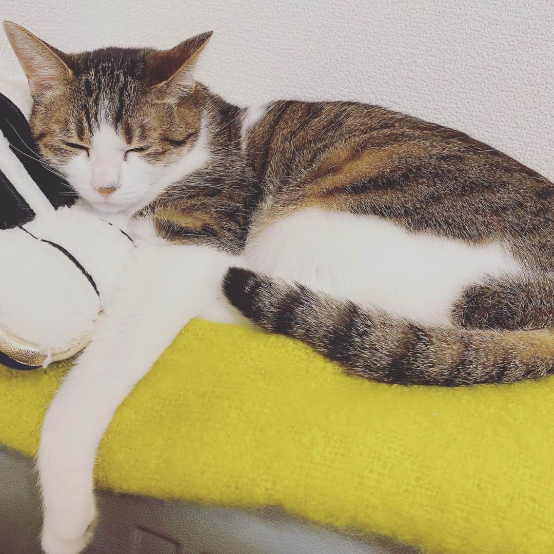 miroさんのインスタグラム写真 - (miroInstagram)「ピアノ弾きながら寝てるよ🐈」8月22日 21時28分 - mironuko