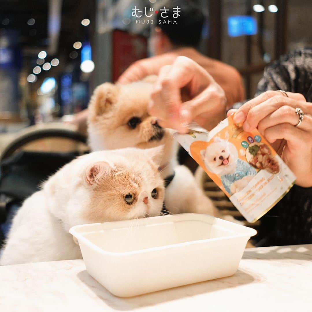 むじさまさんのインスタグラム写真 - (むじさまInstagram)「Dinner😋 @petsimopetfood #petsimopetfood #mujisama #dog #dogsofinstagram #cat #catsofinstagram #catlife #doglovers」8月22日 21時39分 - mujisama