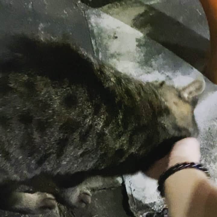 小桃のインスタグラム：「擼貓😚👋🏻🐈  #cat #cats #japan」