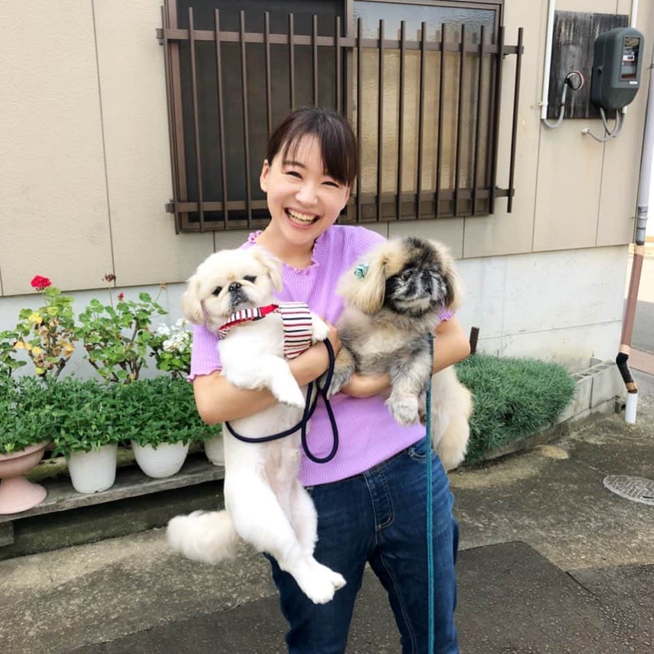 有田優理香のインスタグラム：「きょう8月22日は#ペキニーズの日 みたいです。両手にペキ。安心して帰省ができるようになったらまた会いたいねぇ…🐶🐶  #pekingese #白ぺき　#顔黒ペキ　#実はそんなに仲良くない　#犬界の藤原竜也」