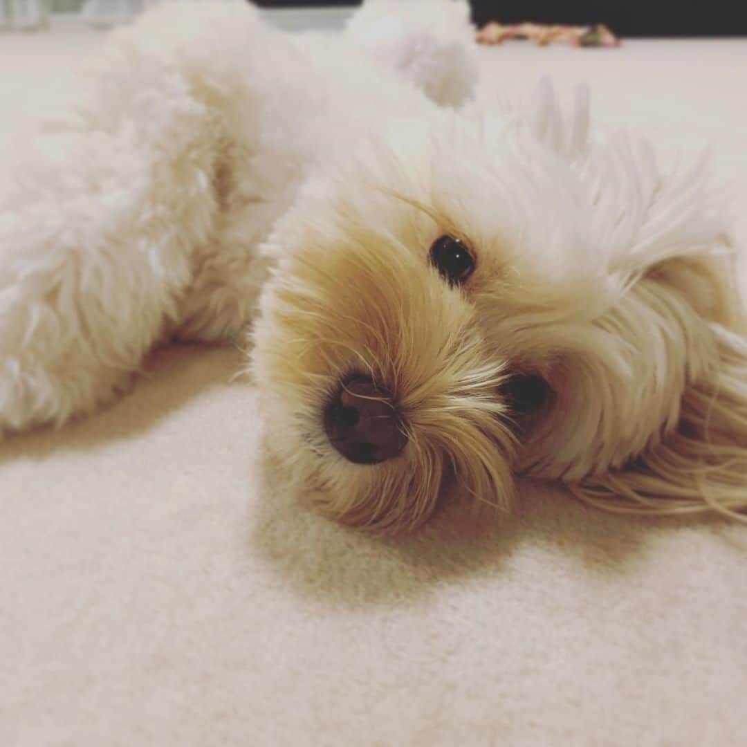 北山陽一のインスタグラム：「ちょいと遊び疲れた #きたやまおもち」