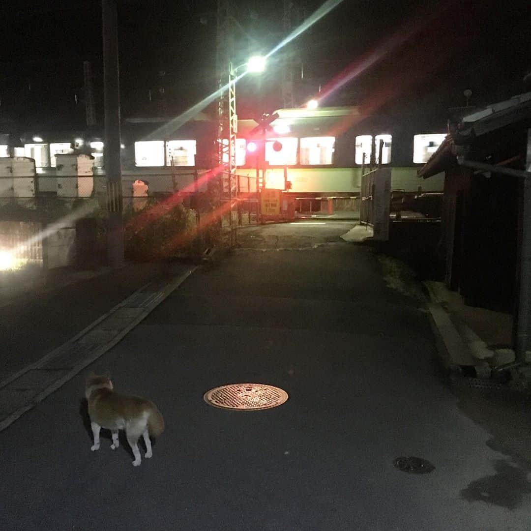 HALFBYのインスタグラム：「こないだ片想いのインスタ・ライブでも言いましたが、モチは踏み切りで警報音が鳴り止んで遮断機が上がるまで自主的に待ちます。今日はその場て3台の列車を待ちました🚃」