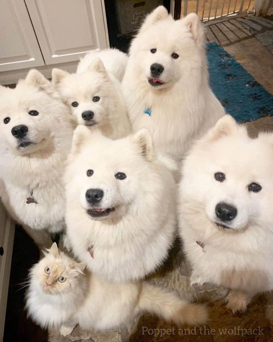 8crapさんのインスタグラム写真 - (8crapInstagram)「When you open a bag of chips in class - 📷 @miss_poppet_the_samoyed - #barked #dog #doggo #Samoyed」8月22日 22時00分 - barked