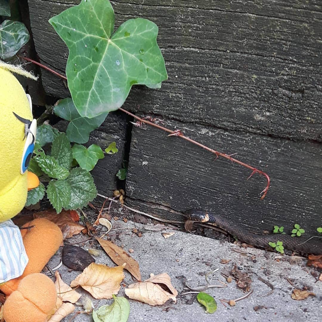 Little Yellow Birdさんのインスタグラム写真 - (Little Yellow BirdInstagram)「Hello there, mister grass snake! We get to see you a lot lately; the frogs must be tasty around here... #littleyellowbird #tweety #tweetykweelapis #adventures #yellow #bird #weekend #saturday #garden #gardenlife #grasssnake #ringslang #fauna #wildlife #summer #august #stuffedanimalsofinstagram #plushiesofinstagram」8月22日 22時09分 - tweetykweelapis